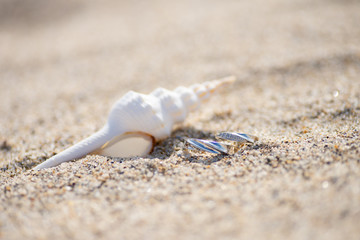 貝殻とペアリング