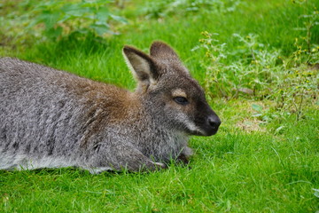 Red necked wallaby © Colin