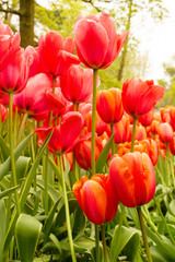 Red tulip flowers green landscape, park, The Netherland, Holland
