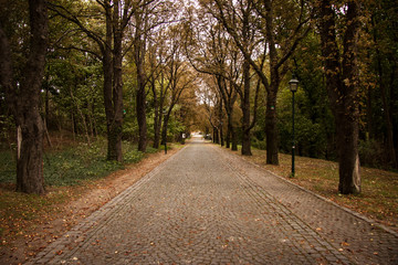 road in the forest