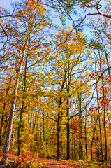 Fototapeta premium Vertical photography of the autumn trees with colorful fall leaves. Autumn forest, fall foliage. Blue sky above the tree branches. Season of the year. Autumnal landscape