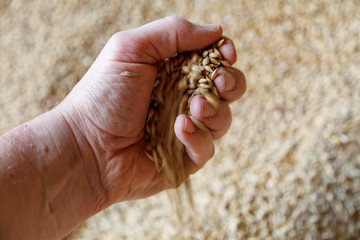 Hand holding a handful of grain cereal with grain running through the fingers, against a background of golden grain