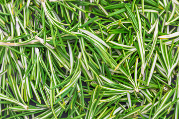 Texture of green, freshly cut rosemary leaves (Rosmarinus officinalis). Ingredient of Mediterranean cuisine and healing home remedy.