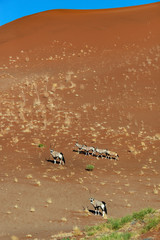 Gemsbok Antelope - Namibia - Africa
