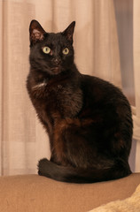 Black cat portrait in the house
