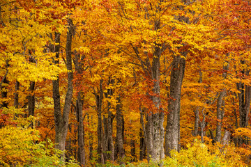 colorful forest in autumn season