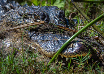 Alligator in the weeds at Brazos Bend State Park!