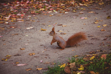 Squirrel on ground with fall leaves. Pictured in Volkspark Friedrichshain, Berlin.