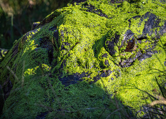 The green thing in the grass!