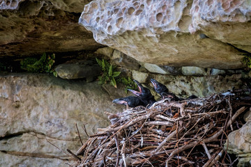 Raven chicks in a nest