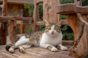 The cat is sleeping on a wooden chair on the street