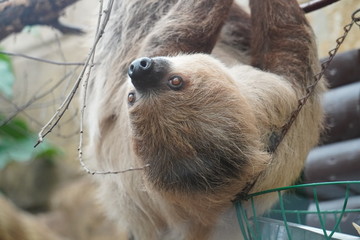 two toed sloth
