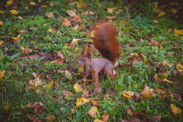 Squirrel in green grass with fall leaves. Pictured in Berlin.