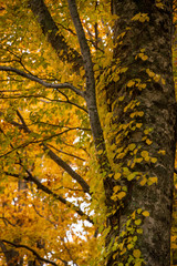 colorful forest in autumn season