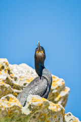 Shag on a cliff ledge