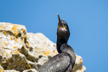 Shag on a cliff ledge