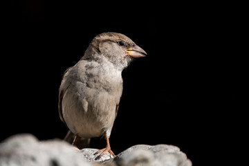 Sparrow on a birdbath