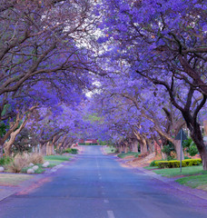 Jacaranda trees