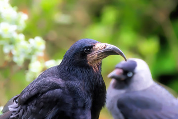 Rook with a malformed beak, and with a jackdaw in the background
