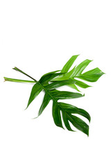 Dark green leaves on a white background