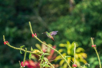 hummingbird on a flower in Costa Rica