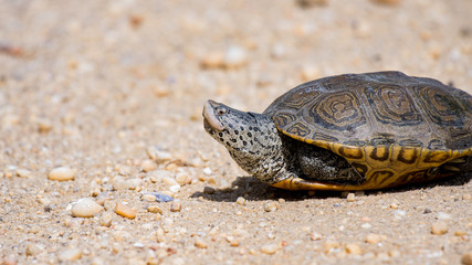 A closeup of a Diamondback Terrapin.