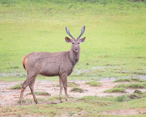 deer in the forest