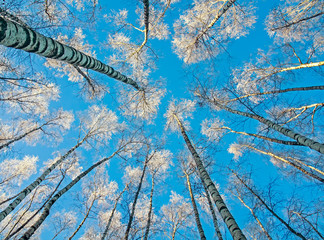 winter natural landscape view from below on the crowns and tops of birch trees covered with white...