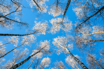 beautiful winter natural landscape view from below on the crowns and tops of birch trees covered...