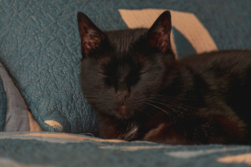 Black cat portrait in the house