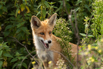 red fox