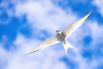 Arctic tern flying in the sky