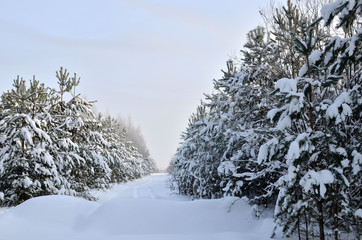 Snowy Road in Winter Forest. Awesome winter landscape. A snow-covered path among the trees in the wild forest. Forest in the snow.