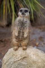 Meerkat