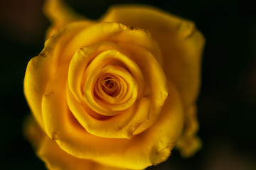 Yellow rose