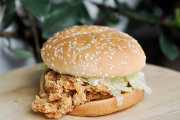 chicken burger or hamburger, burger