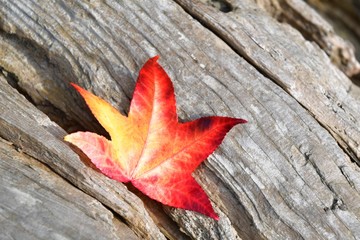 流木の上に落ちた赤い楓の葉っぱ 　バンクーバー　ブリティッシュコロンビア州　カナダ