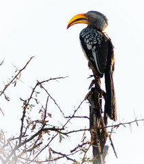 hornbill © Melinda