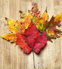 Obraz premium autumn leaves on wooden background