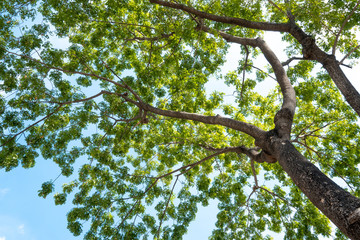 Fototapeta premium Green tree and blue sky with sunlight in summer season.
