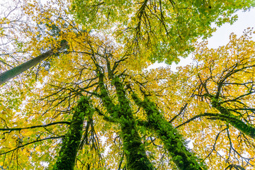 Tumwater Falls Park Autumn Branches 7