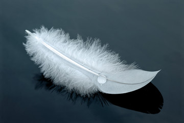 Close up of a white feather on dark background