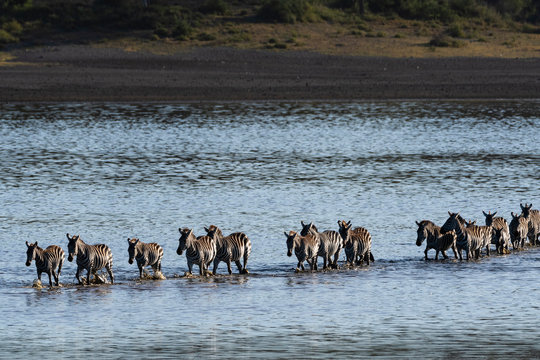 Common zebras (Equus quagga) crossing Lake Ndutu, Serengeti, Tanzania