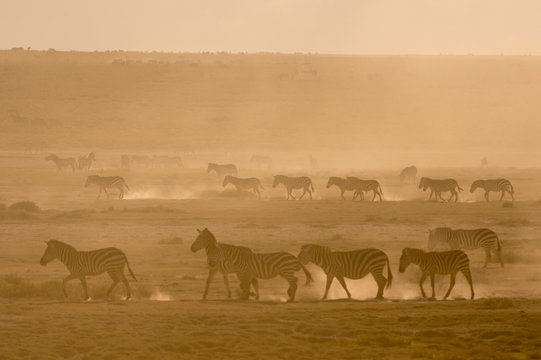 Plains zebras (Equus quagga) walking in dust at sunset in the Hidden Valley, Tanzania