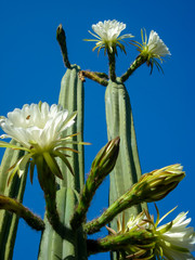 Echinopsis Pachanoi Cactus (San Pedro)