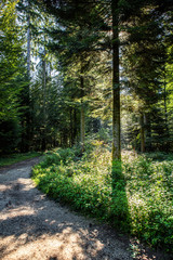 Baum im Sonnenlicht an einem Waldweg