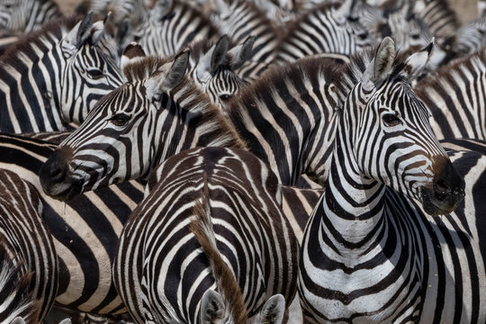 A herd of plains zebras (Equus quagga) in the Hidden Valley, Tanzania