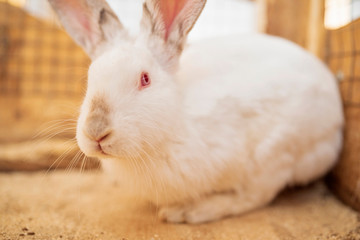 White rabbit in a wooden cage. Photographed close-up.