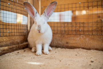 White rabbit in a wooden cage. Photographed close-up.