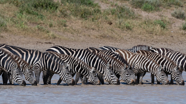 A herd of plains zebras (Equus quagga) drinking at Hidden Valley lake, Tanzania